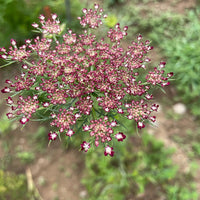 False Queen Anne's Lace Flower Seeds – Heirloom, Non-GMO Flower Seeds for Planting