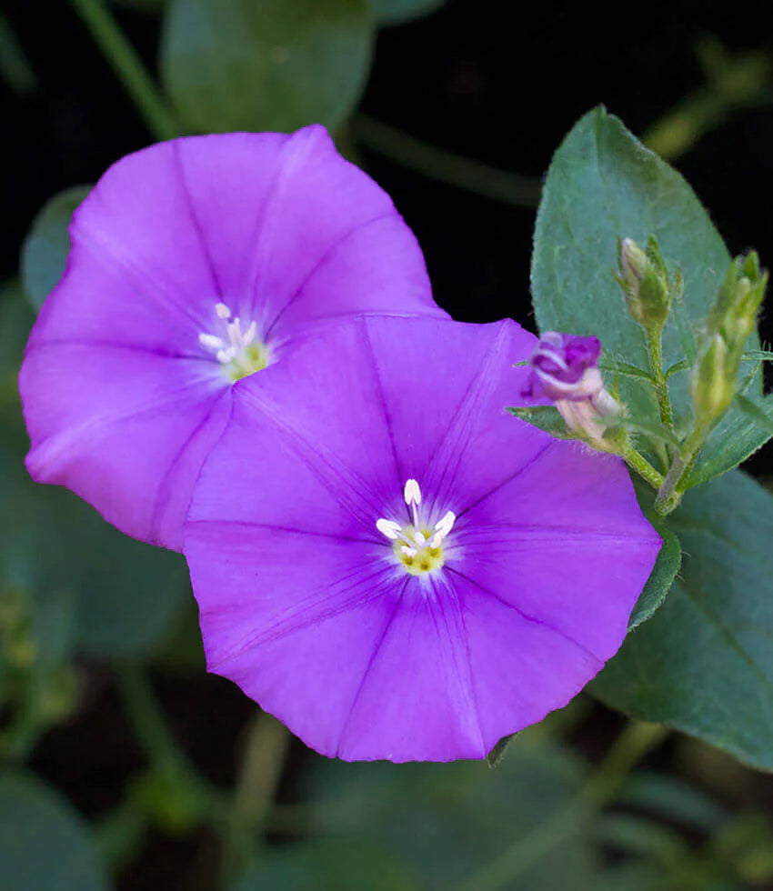 Convolvulus Flower Seeds – Heirloom Non-GMO Seeds for Colorful Ground Cover Garden Planting
