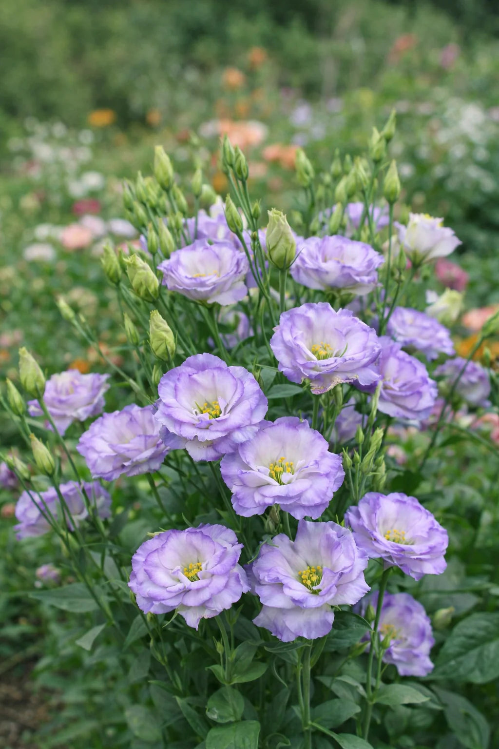 Silk Blue Lisianthus Flower Seeds for Planting - Heirloom, NON-GMO Seeds - Easy Grow Garden Blooms