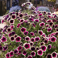 Heirloom Non-GMO Cascadia Flower Seeds for Planting – Colorful Ornamental Garden Blooms - Non-GMO for planting in home garden