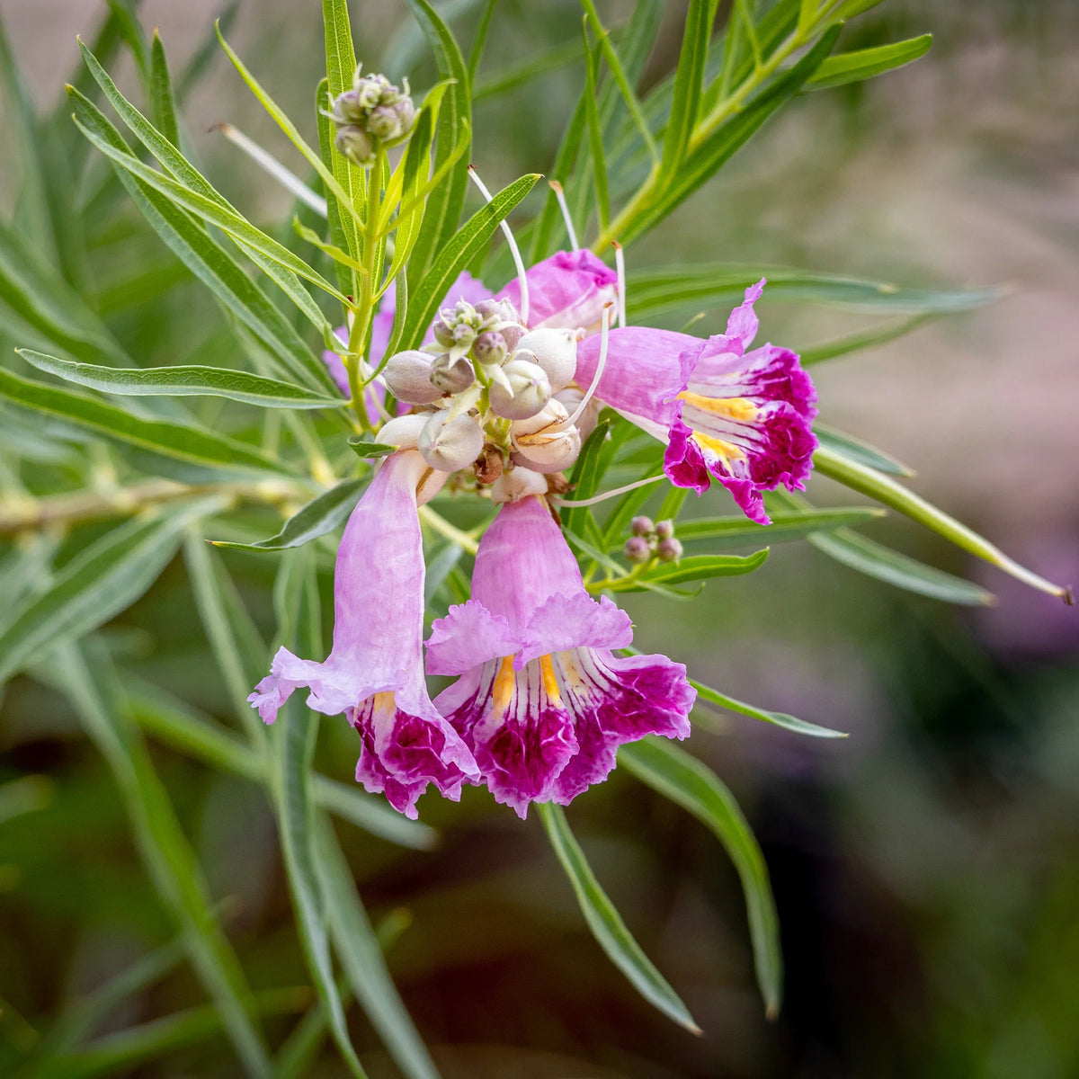 Chilopsis Flower Seeds – Heirloom Non-GMO Seeds for Drought-Tolerant and Ornamental Garden Planting
