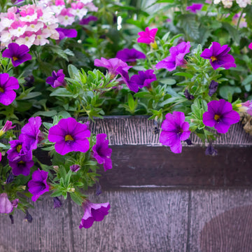 Purple Trailing Petunia Flower Seeds for Planting – Cascading, Fast-Growing, Hanging Basket Blooms