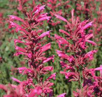 Agastache Cana Flower Seeds for Planting - NON GMO Seeds