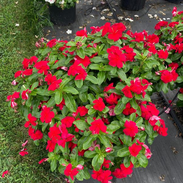 Ornamental Flower Seeds Heirloom Non GMO Planting - 100 pcs