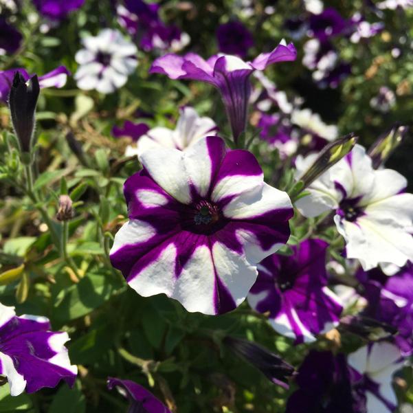 Shock Wave Tie Dye Purple Petunia Flower Seeds for Planting - Heirloom, NON-GMO, Easy to Grow