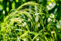 Teff (Eragrostis Tef) Herb Seeds