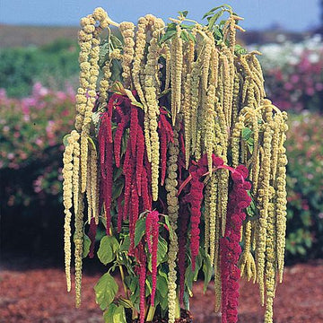 Mixed Caudatus Flower Seeds for Planting - NON GMO Seeds for planting in home garden