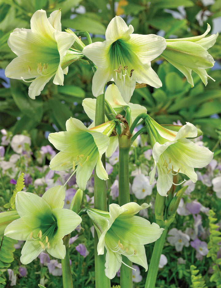 Green Hippeastrum Rutilum Flower Seeds ƒ?? Heirloom Non-GMO Amaryllis Blooms for Exotic Gardens
