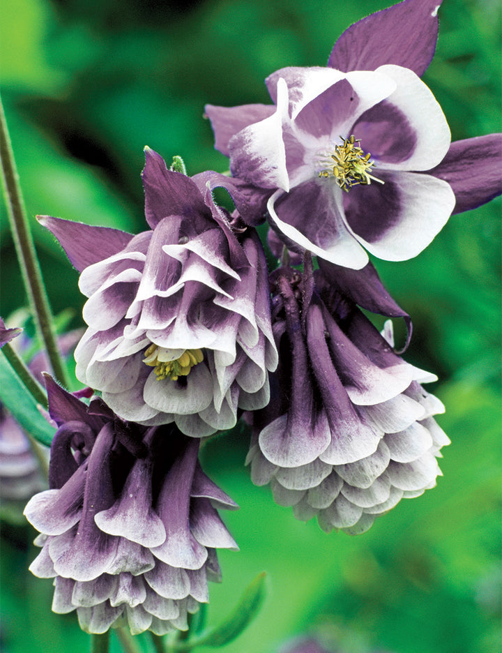 Heirloom Non-GMO Aquilegia Columbine Flower Seeds for Planting – Elegant Perennial Garden Blooms
