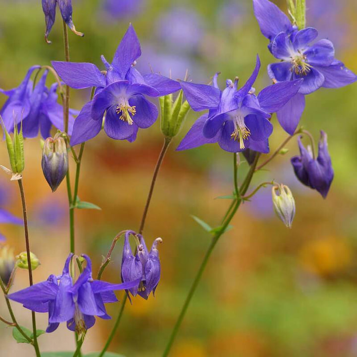 Blue Aquilegia Flower Seeds for Planting â€“ NON GMO Seeds