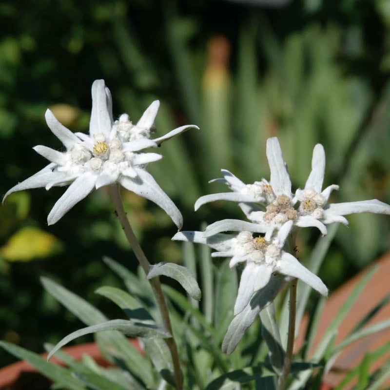 Heirloom Non-GMO Leontopodium Alpinum Flower Seeds for Planting – Edelweiss Alpine Garden Blooms