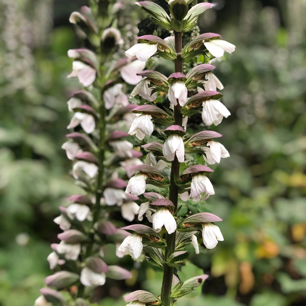 Acanthus Mollis Flower Seeds for Planting, Heirloom, Non-GMO, 100 pcs
