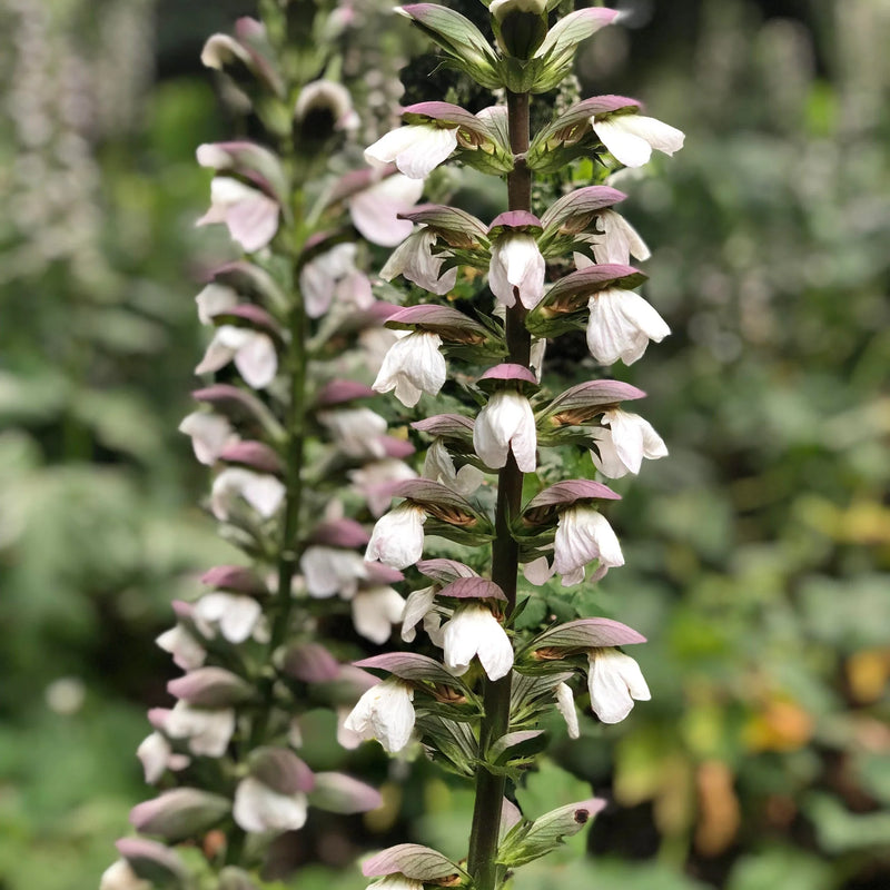 Acanthus Mollis Flower Seeds for Planting, Heirloom, Non-GMO, 100 pcs
