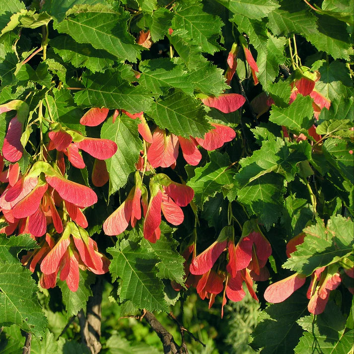 Tatarian Maple Herb Seeds