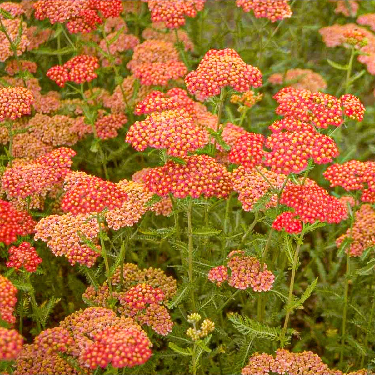Achillea Millefolium Flower Seeds Heirloom Non GMO Planting - 100 pcs
