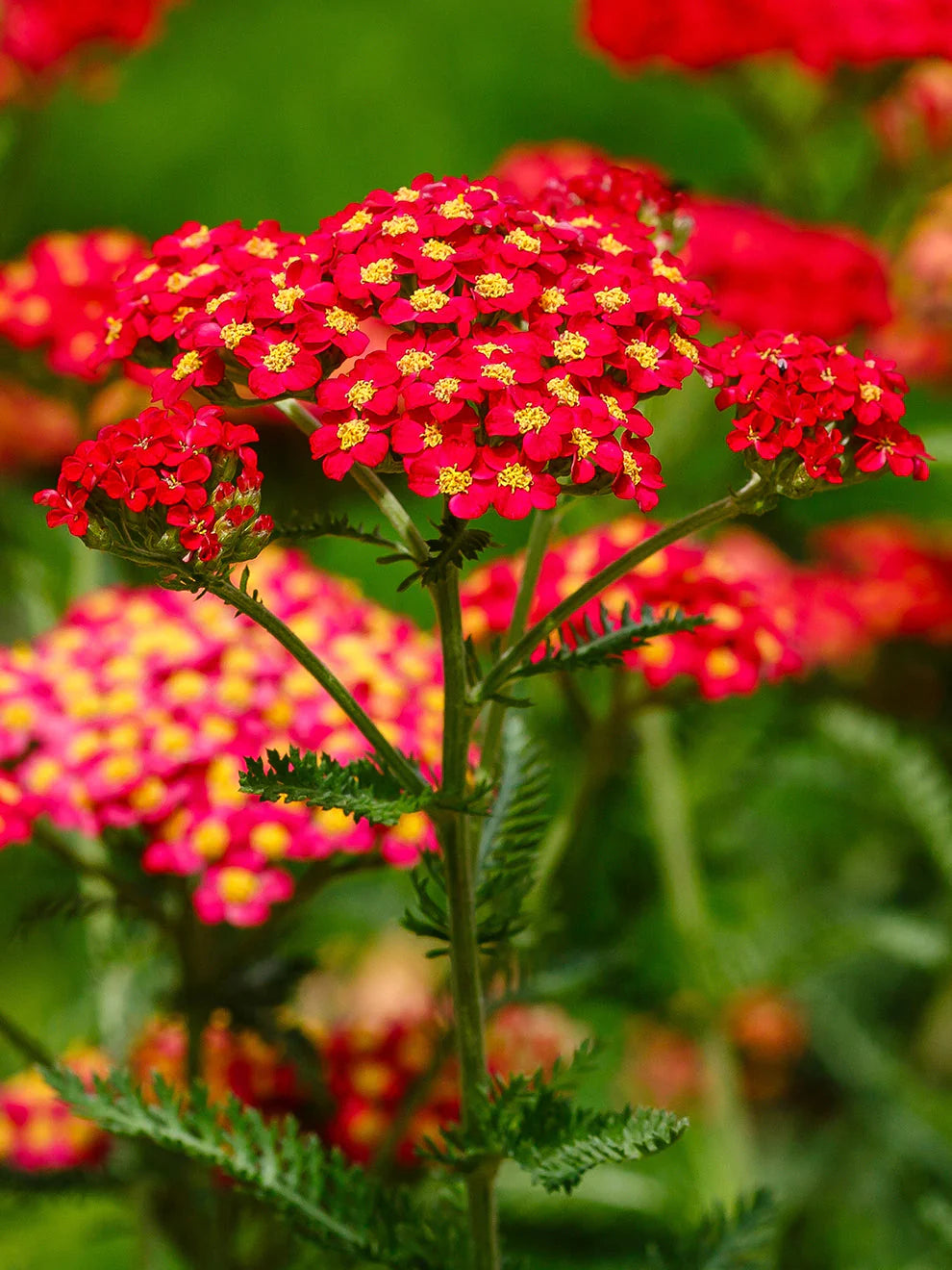 Mixed Color Yarrow (Achillea millefolium) flower seeds for planting in home gardens