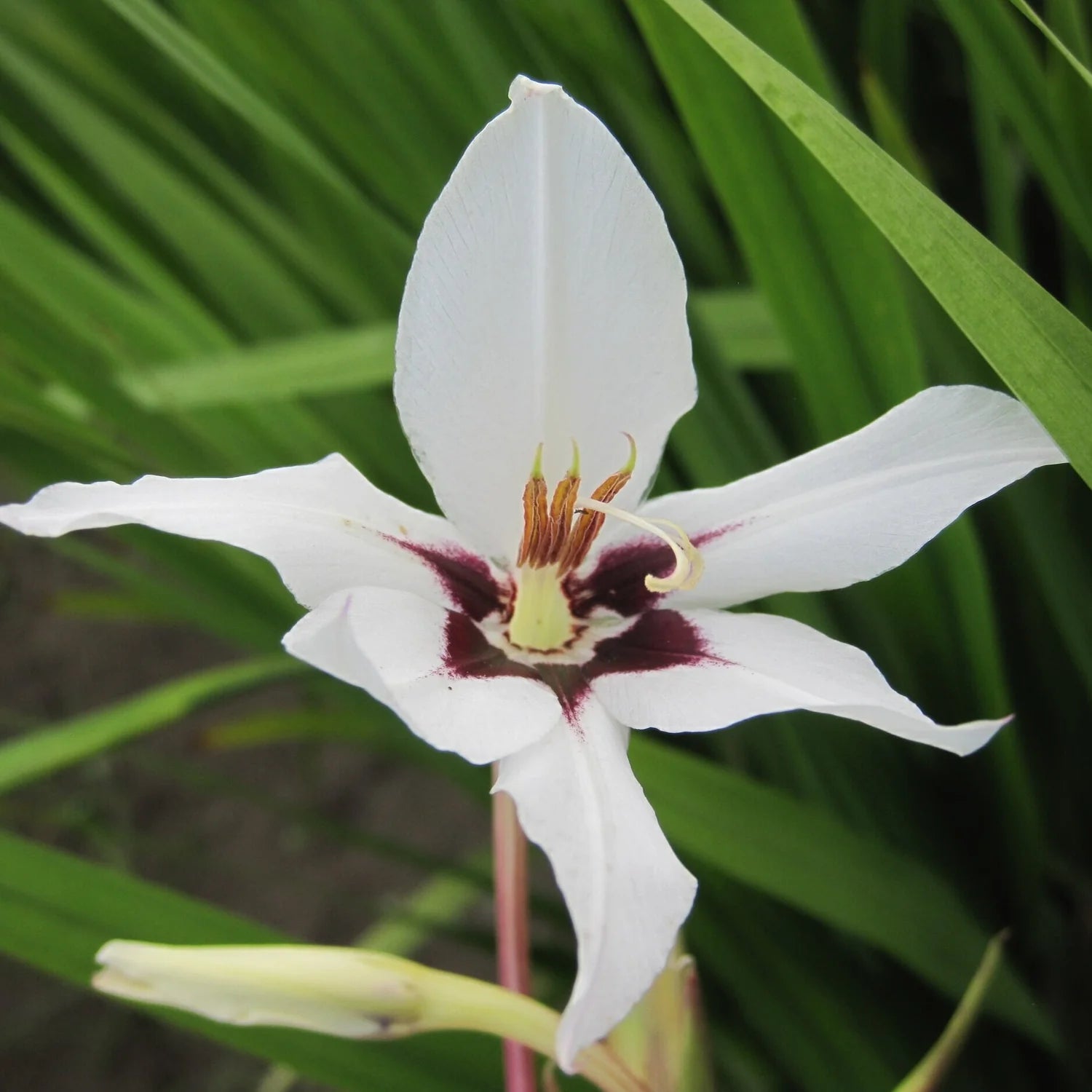 Acidanthera Flower Seeds Heirloom Non GMO Planting - 100 pcs