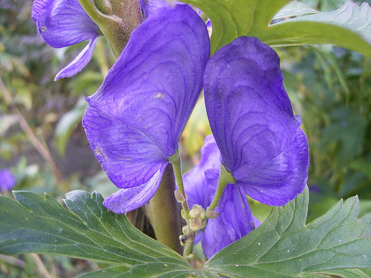 Heirloom Blue Aconitum Napellus Flower Seeds for Planting, Non-GMO