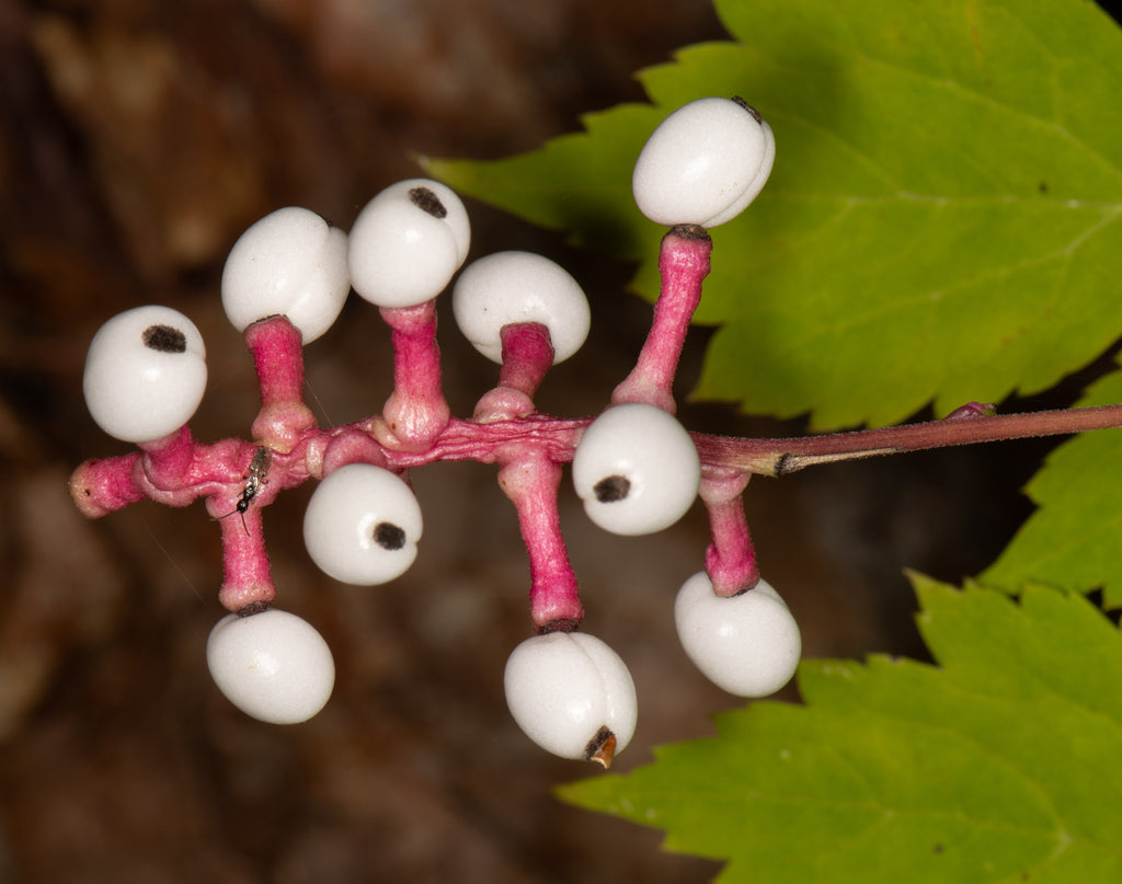 Actaea Pachypoda Flower Seeds – Heirloom Non-GMO Seeds for Unique Woodland Garden Planting