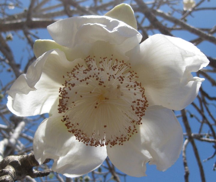 Heirloom Non-GMO Adansonia Digitata Flower Seeds for Planting – Exotic Baobab Tree Seeds for Unique Gardens