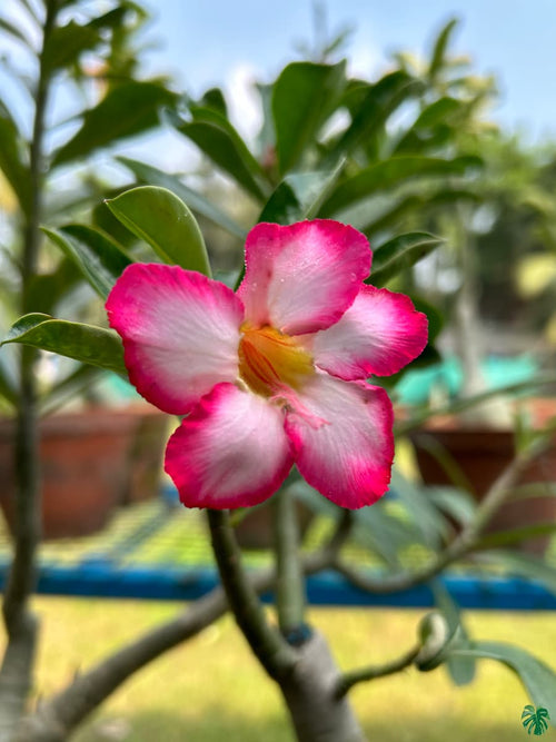 Adenium Flower Seeds for Planting, Heirloom, Non-GMO, 100 pcs for planting in home garden