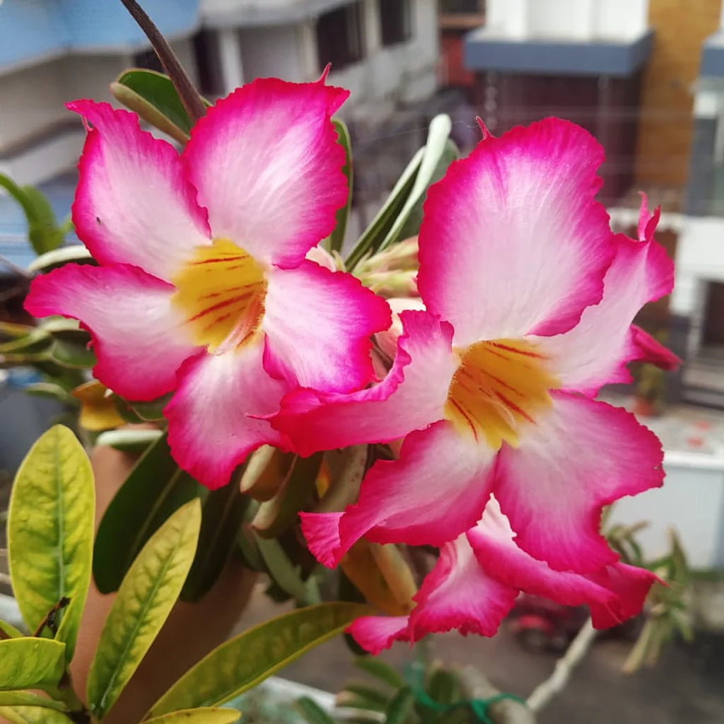Adenium Flower Seeds Heirloom Non GMO Planting - 100 pcs
