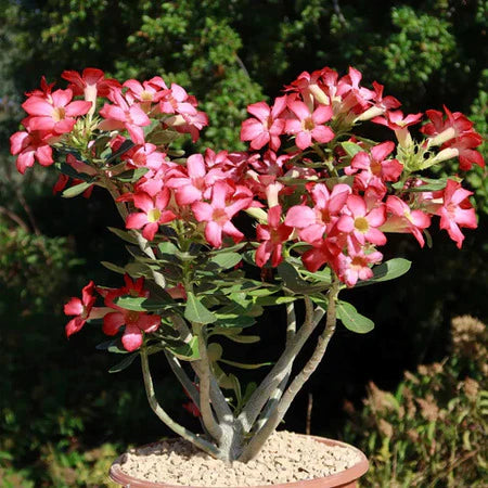 Desert Rose perennial plant with colorful flowers growing in a container.