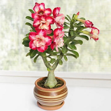 Desert Rose bulbs in bulk for planting