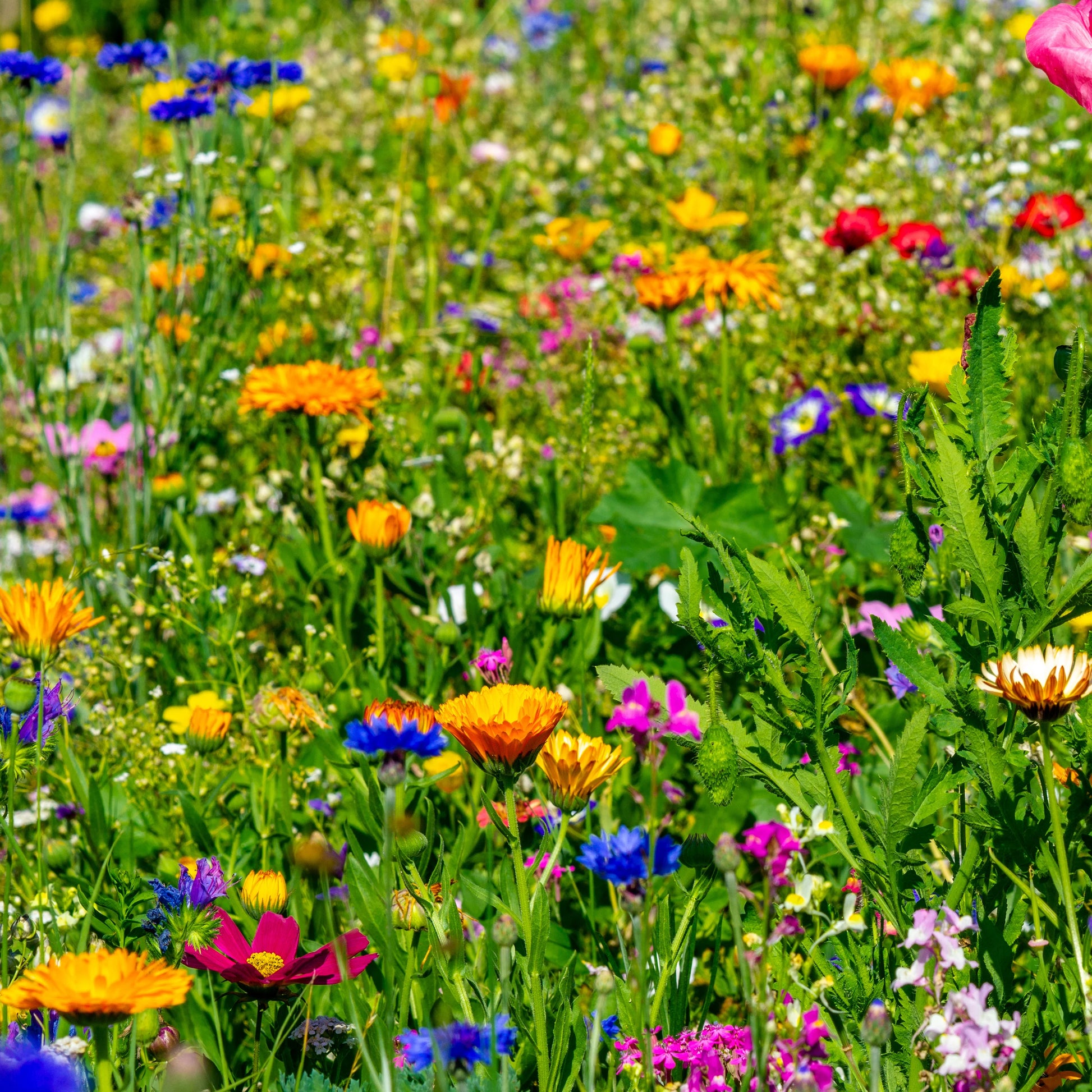 Wildflower Seed Mix for Garden Beds, Borders, Meadow Gardens & Outdoor Landscapes