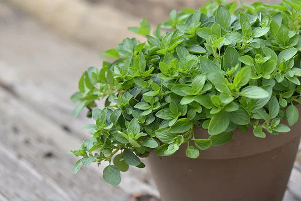 Origanium Vulgare Herb Seeds
