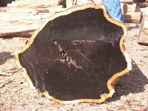 African Blackwood Seeds for Planting – Heirloom & Non-GMO Timber Tree Seeds