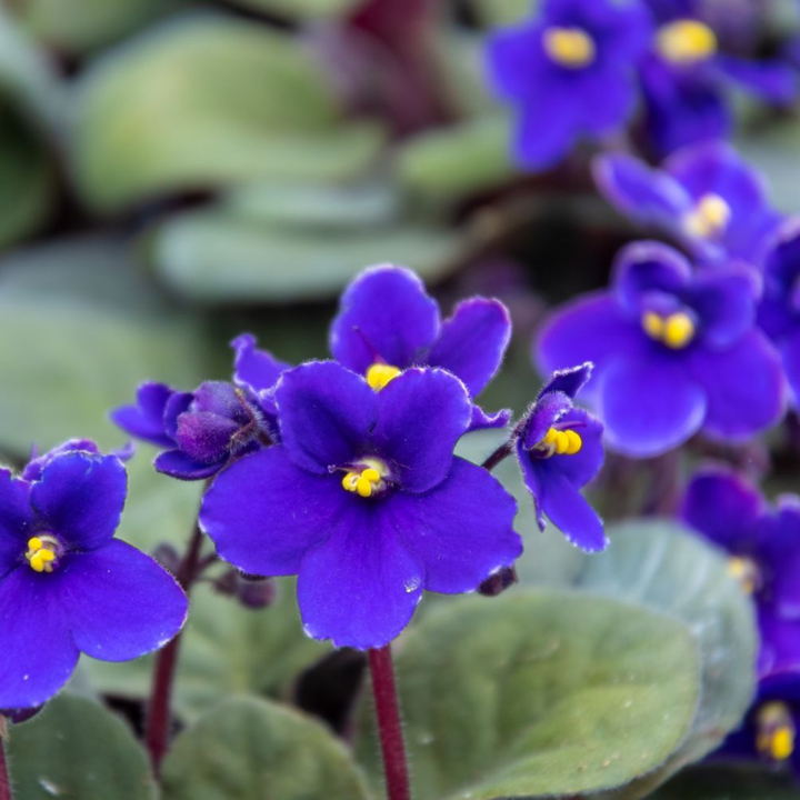 African Violet Flower Seeds for Planting, Blue Blooms, 100 pcs