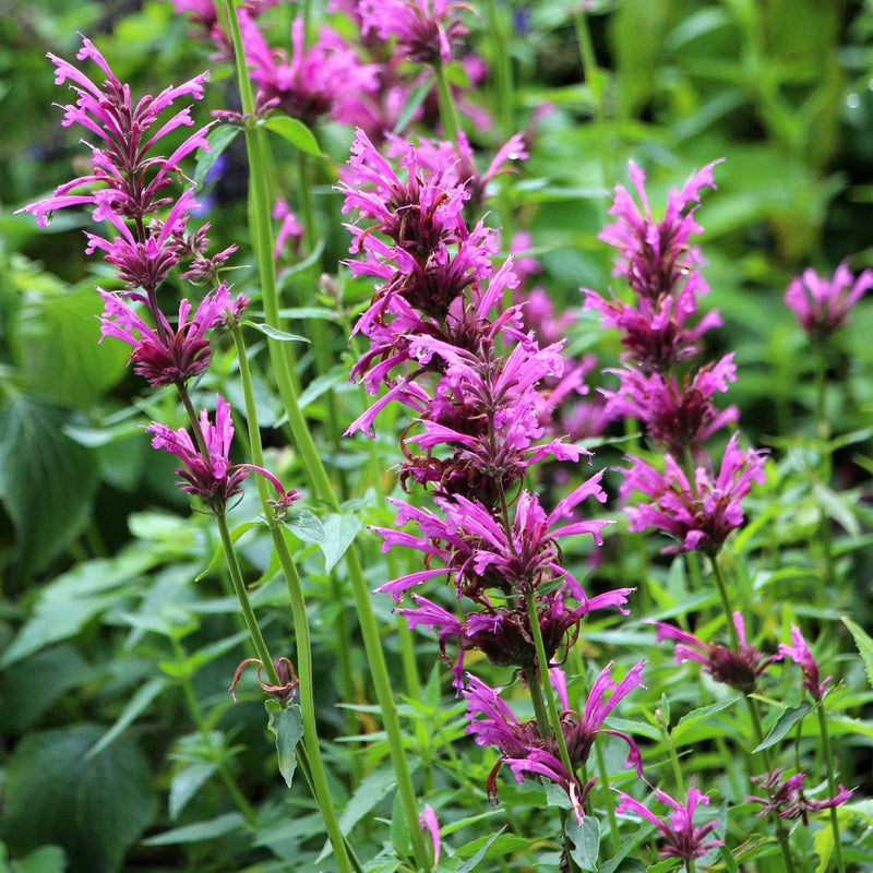 Heirloom Agastache Mexicana Flower Seeds for Garden Planting, Non-GMO, Aromatic Blooms for Pollinators
