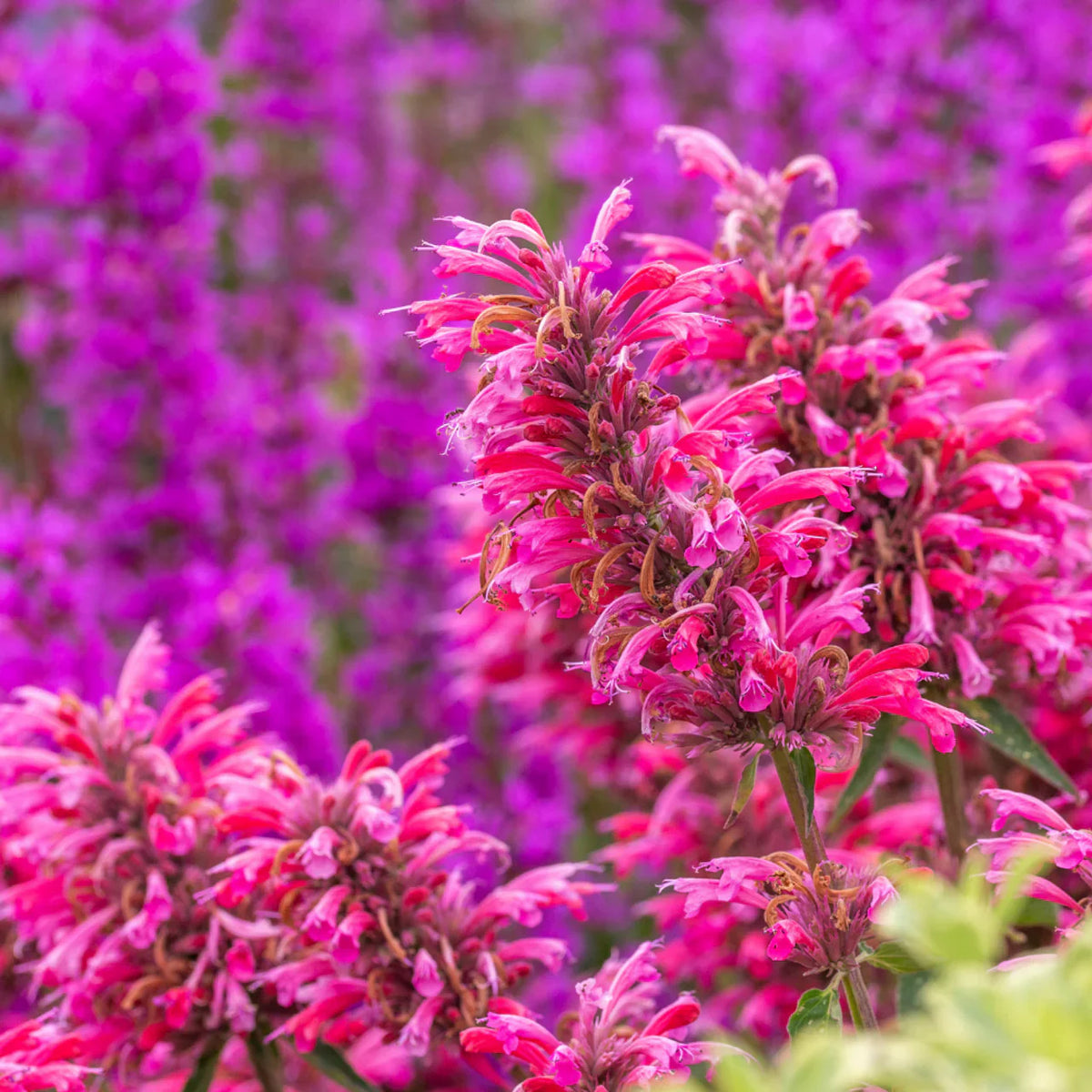Agastache Fragrant Flower Seed Heirloom Non GMO Planting - 100 pcs
