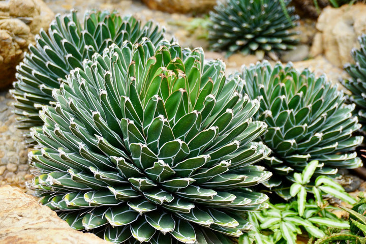 Green Agave Victoria Regina Planting Seeds for Garden NON GMO Seeds