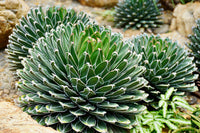 Green Agave Victoria Regina Planting Seeds for Garden NON GMO Seeds