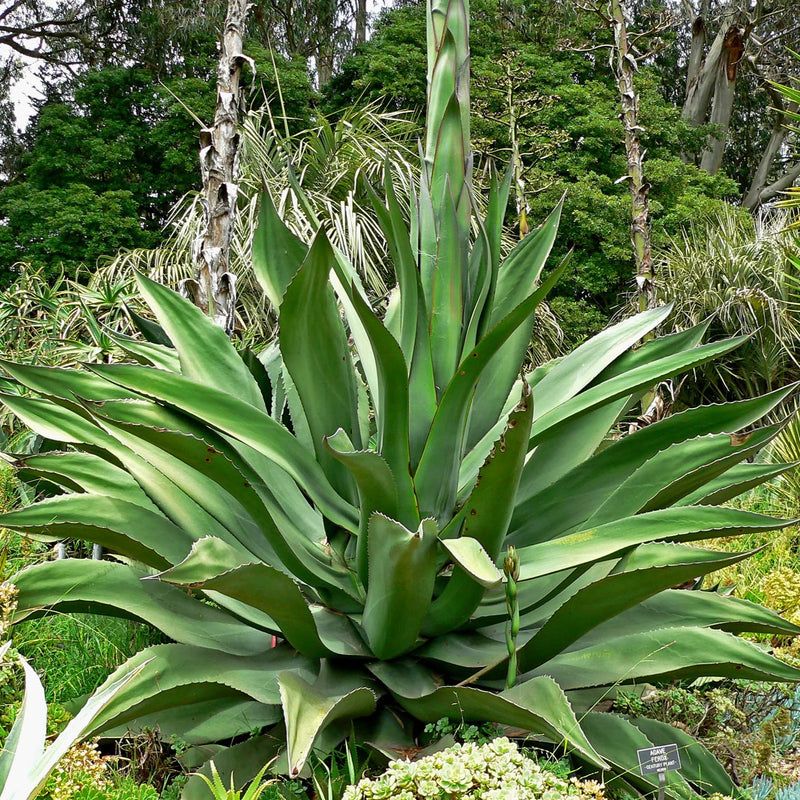 Heirloom Non-GMO Agave Plant Seeds for Planting for Xeriscape Gardens