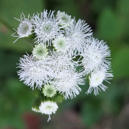 Ageratum Ball White Flower Seeds for Planting - Heirloom & Non-GMO garden seeds