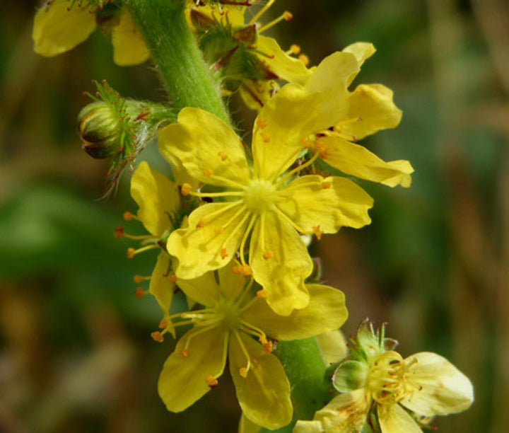 Heirloom Non-GMO Agrimonia Flower Seeds for Planting – Medicinal Wildflower Blooms