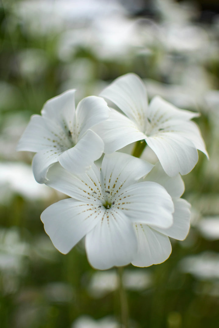 Heirloom Agrostemma Ocean Pearl Flower Seeds, Non-GMO Elegant Blooms for Planting