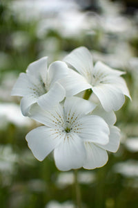 Heirloom Agrostemma Ocean Pearl Flower Seeds, Non-GMO Elegant Blooms for Planting