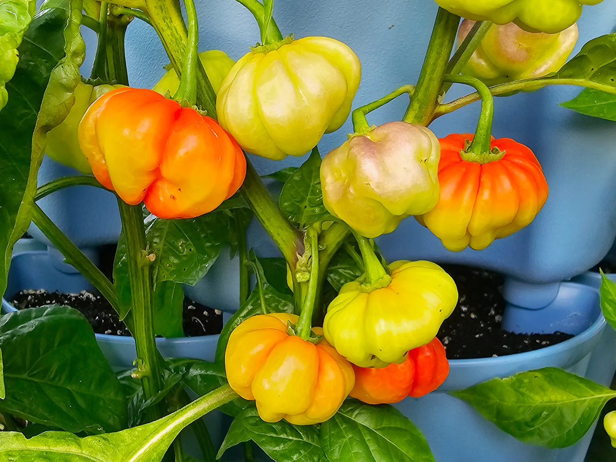 Aji Dulce Yellow Round Pepper Seeds for Planting heirloom & Non-GMO Seeds