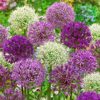 Stunning Allium Bulbs Mix for colorful garden planting
