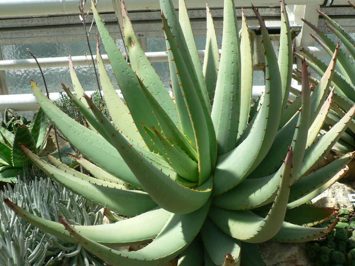 Green Claviflora Jackal?s Plant Seeds for Planting- Unique Garden Collection ? Fresh Herb for Your Garden