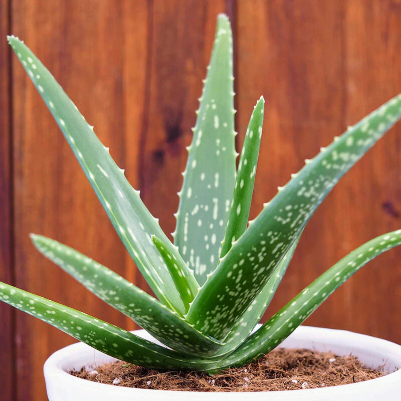 Mixed Aloe Vera Plant Seeds for Planting