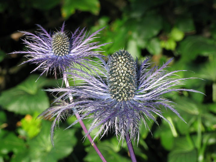 Heirloom Non-GMO Alpinum Flower Seeds for Planting – Hardy Alpine Garden Blooms