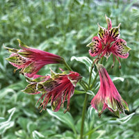 Red Alstroemeria Psittacina Seeds - Heirloom Non-GMO Planting Flower Seeds