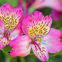 Pink Alstroemeria Seeds - Heirloom Non-GMO Planting Flower Seeds