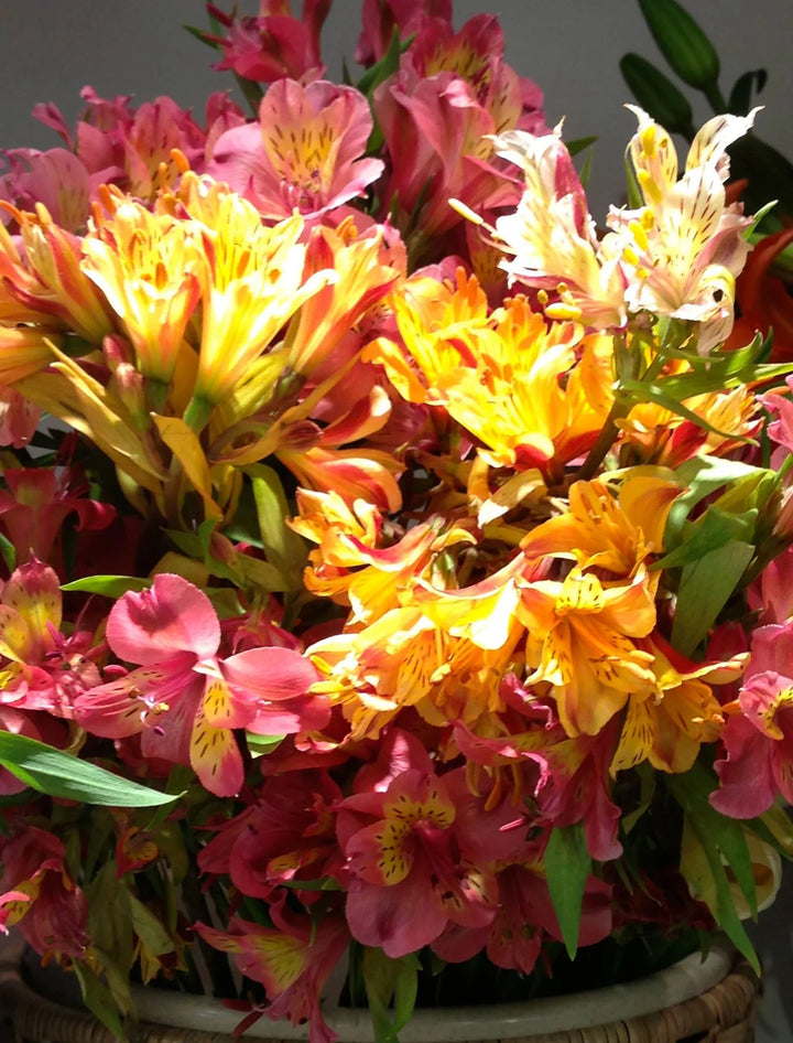 Heirloom Non-GMO Alstroemeria Flower Seeds for Planting – Colorful Peruvian Lily Garden Blooms