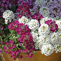 Heirloom Sweet Alyssum Flower Seeds for Planting, Non-GMO